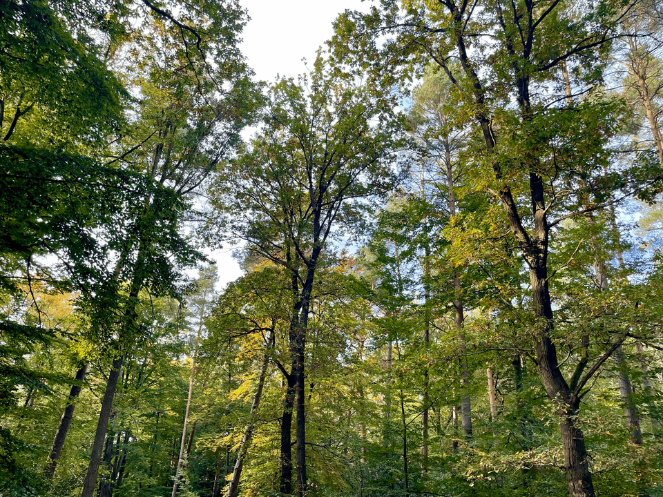 3 Gründe, warum der Wald dein guter Freund sein sollte